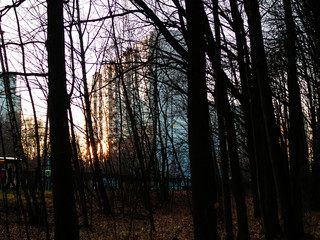 houses near the forest in autumn, Moscow