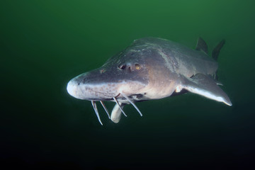 The Siberian sturgeon (Acipenser baerii) in fresh water with a dark background.A large freshwater fish in the dark water. Fish from which caviar is obtained.