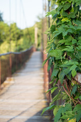 wooden bridge in the park