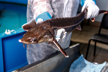 Sturgeon in hands on background of the pool