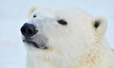 Obraz na płótnie Canvas polar bear on a white background