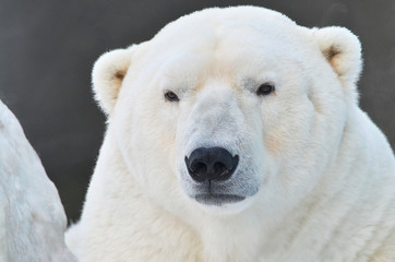 polar bear