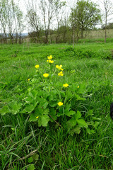 bush of yellow spring flowers on a blurred background