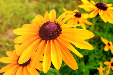 Rudbeckia hirta, the Black-eyed Susan in flower garden in summer.