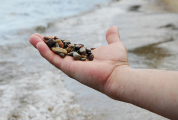 seashore, sea stones on the palm of your hand