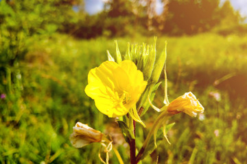 Oenothera macrocarpa, the bigfruit evening primrose, nature.