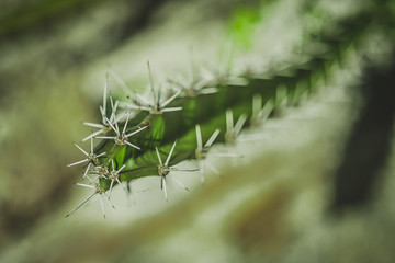 Cactus vanishing point blured