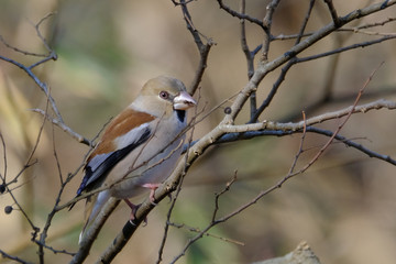 hawfinch close up