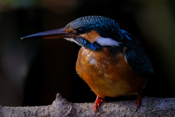 kingfisher close up