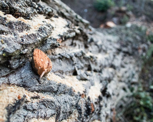 dry leaf on a rock