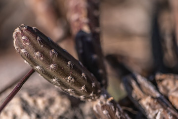 Dark green Cactus