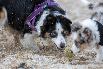 Collies fighting over a tennis ball