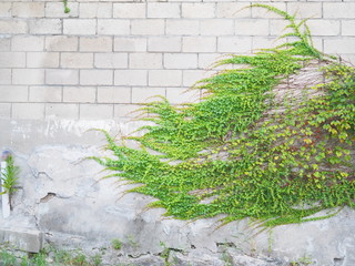  Leaves hanging on the wall of a Korean village