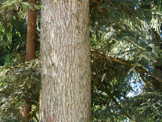 Fototapeta premium Alt Weiß-Tannenstamm (Abies alba) mit weiß- bis dunkelgraue Schuppenborke aus mit grobrissig und Querrisse