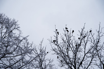 Crows are sitting on a tree top in winter.