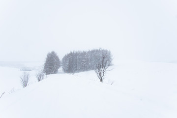 吹雪の道