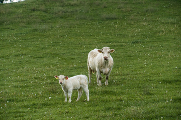 roadtrip with dramatic sky and a unknown destination