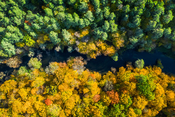 Aerial view of yellow and green forest in autumn