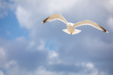 Fototapeta na wymiar Flying Seagull