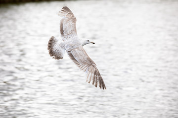 Flying seagull over water