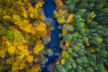 Aerial view of blue river and yellow forest