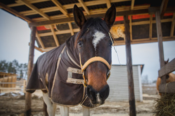 mare horse in blanket and halter eating hay in paddock in daytime - obrazy, fototapety, plakaty