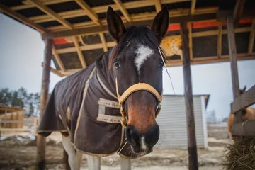 Foto op Plexiglas mare horse in blanket and halter eating hay in paddock in daytime © vprotastchik