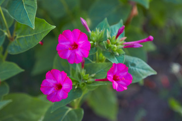 Fototapeta premium Mirabilis jalapa, the marvel of Peru or Four oclock flower or Beauty of the night, is the most commonly grown ornamental species of Mirabilis plant. 