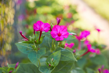 Fototapeta premium Mirabilis jalapa, the marvel of Peru or Four oclock flower or Beauty of the night, is the most commonly grown ornamental species of Mirabilis plant. 