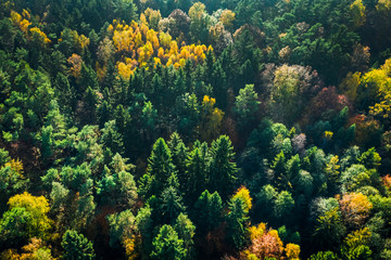 Fototapeta na wymiar Green and yellow autumn forest, view from above