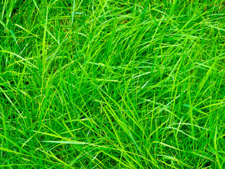 green grass on the lawn closeup. Background and texture. Garden work. Cut the lawn