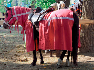 Horse in horse blanket for the reconstruction of knightly tournaments