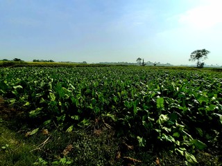 Fototapeta na wymiar Green vegetable farming land and clear blue sky behind.