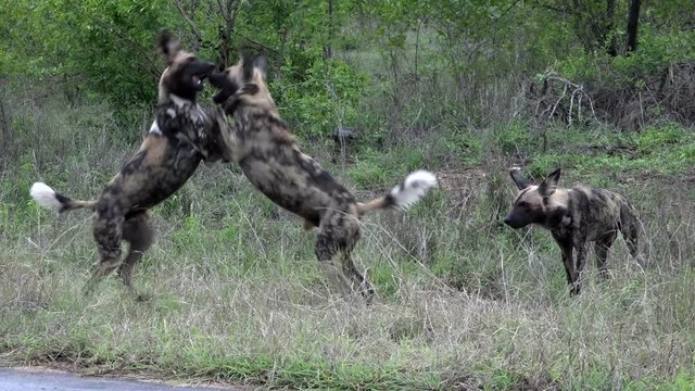 Pack of African wild dogs play fighting in Kruger National Park, South Africa