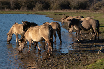 Un groupe de chevaux sauvages assoiffé