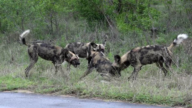 Pack of young African wild dogs play fight near highway in Kruger National park, South Africa