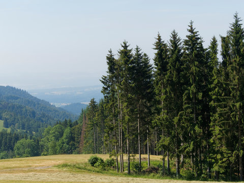 Mischwaldlandschaft mit hohen Weißtannen (Abies alba) im Schwarzwald