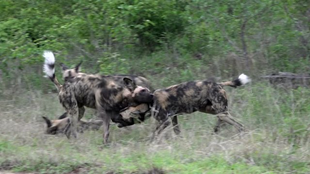 Pack of African wild dogs play fighting, Spotted dogs jumping and playfully biting each other, Kruger National Park in South Africa