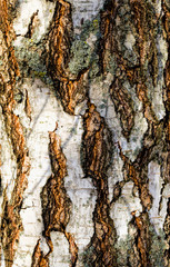 tree bark