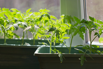 Tomato and pepper seedlings on the windowsill, sunlight.