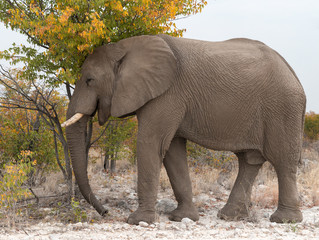 African bush elephant scratching his head against a tree