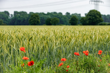 Poppies grow near a field of barley. Poppies on the background of a barley field.