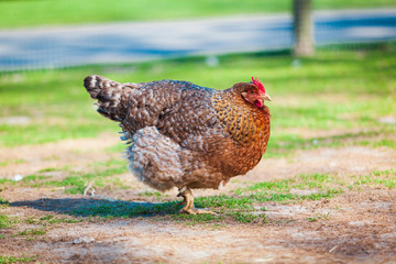 brown hen looking for food in the farm