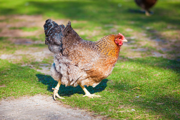 brown hen looking for food in the farm