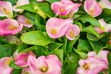 Obraz na płótnie Canvas cala lily pink flower background
