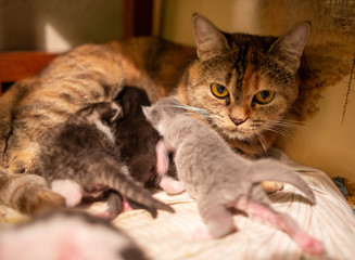 cat mother feed her kitten