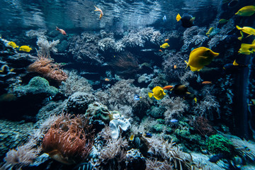 Fototapeta na wymiar Colorful underwater offshore rocky reef with coral and sponges and small tropical fish swimming by in a blue ocean