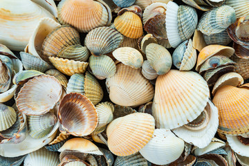 Mixed colorful sea shells as background. Sea Shell Texture