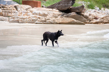 the local thailand black dog walking to the sea