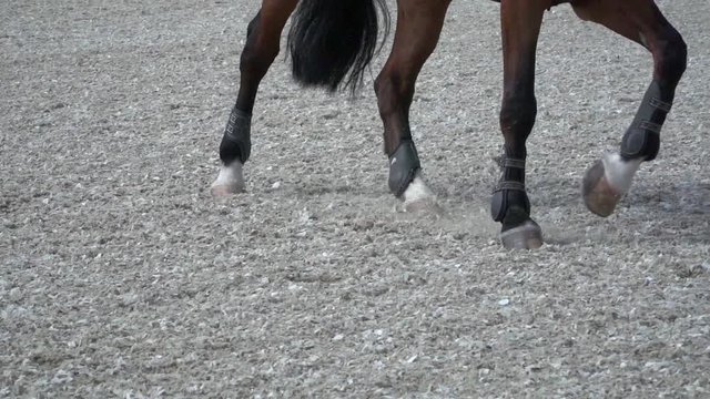 Horseback Riding. Show Jumping. Slow motion